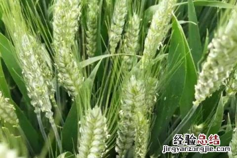 河南种植什么农作物最多 河南主要种植什么作物