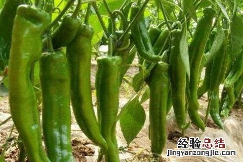 冬季种植什么农作物利润大,收益快 冬季种植什么农作物