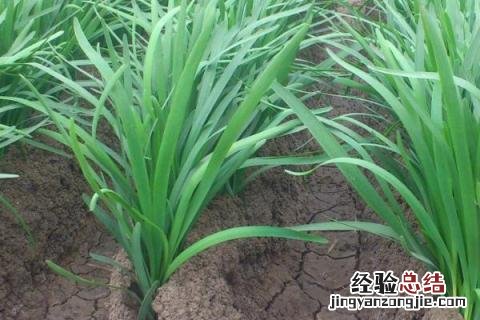 冬季种植什么农作物利润大,收益快 冬季种植什么农作物
