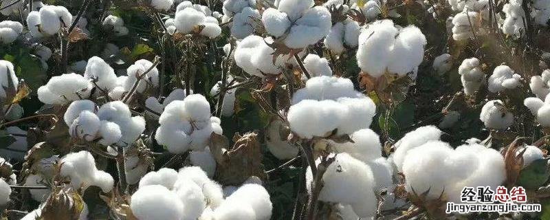 向铃转棉花打顶剂主要成分,附使用方法