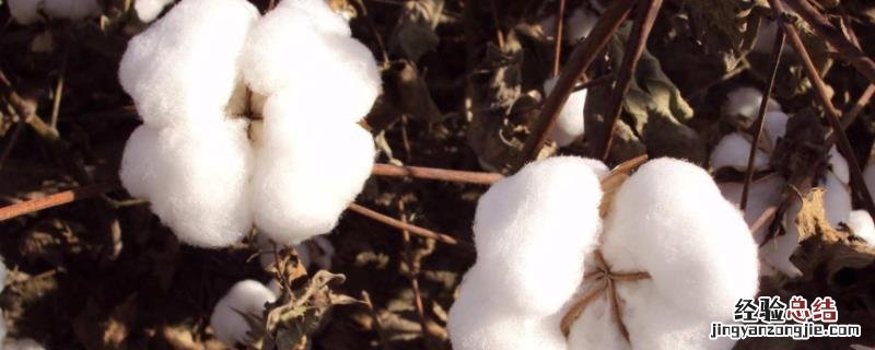 新疆棉花机械化水平高的原因，新疆棉花什么时候开始采摘