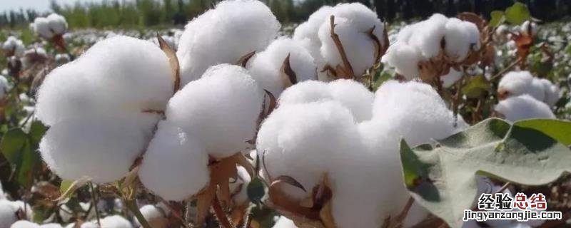 棉花适合在什么土壤种植,附棉花种植方法