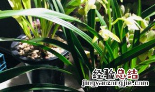 兰花和君子兰用一样的土可以吗? 兰花和君子兰用一样的土可以吗