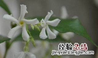 风车茉莉什么时候开 风车茉莉什么时候开始发芽