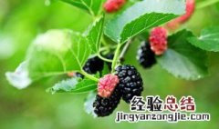 桑葚的热量 桑葚热量是多少