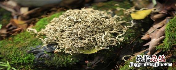 艾叶煮水给鸡喝每天可以喂吗 艾叶喂鸡注意事项