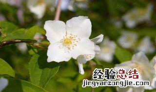 茉莉什么时候季节开花结果 茉莉什么时候季节开