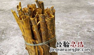 松树皮的功效与作用 黄柏树皮的作用与功效