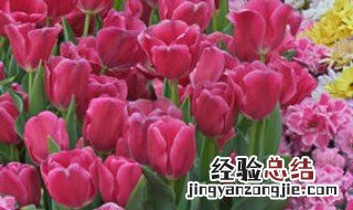 花药离体培养运用了什么技术 花药离体培养运用了什么技术