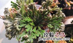 卷柏的功效与作用 卷柏的功效与作用图片欣赏