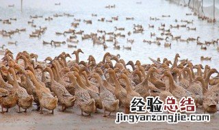 养殖场用电申请怎么写 具体写法举例