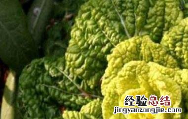黄心菜怎么种植方法视频 黄心菜怎么种植