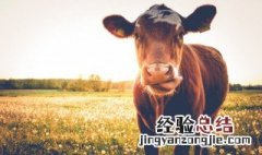 古代对牛的称呼 古代对牛的称呼叫什么