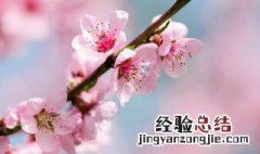 新鲜桃花怎么吃 新鲜桃花的吃法