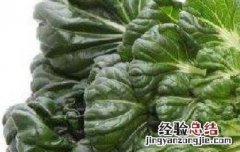 乌塌菜的10种吃法 乌塌菜怎么吃
