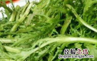 苦菊怎么做好吃又简单 苦菊怎么做好吃