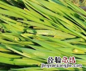 怎样区别野葱和野韭菜 怎样区别野葱和野韭菜呢