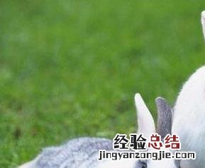 山兔子肉的功效与作用及禁忌 山兔子肉的功效与作用