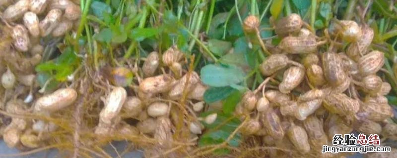 我国花生三大主产区，附花生种植技术
