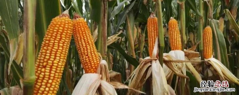 玉米高产叶面肥配方，什么时候打效果好