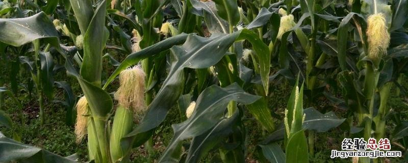 夏玉米高产栽培技术要点,高产品种有哪些