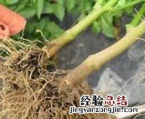 紫茄子根煮水功效与作用是什么 紫茄子根煮水功效与作用