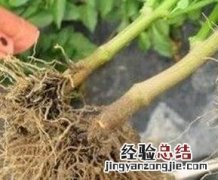 紫茄子根煮水功效与作用是什么 紫茄子根煮水功效与作用