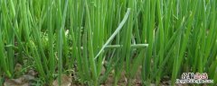 葱地里的草用什么除草剂?什么时候用效果好