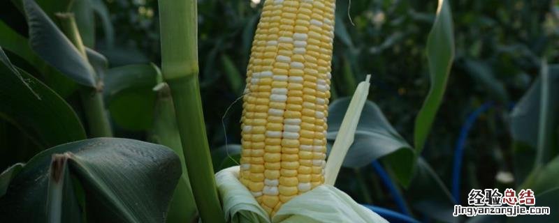 玉米种多深出不来,种后多少天浇水 玉米种多深出苗好