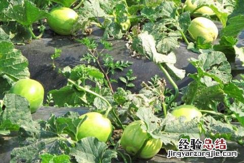 芒种的农作物 芒种有哪些农作物成熟