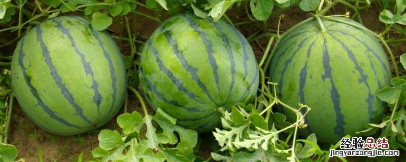 芒种的农作物 芒种有哪些农作物成熟