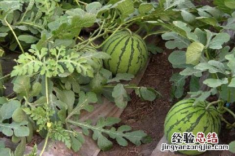芒种的农作物 芒种有哪些农作物成熟