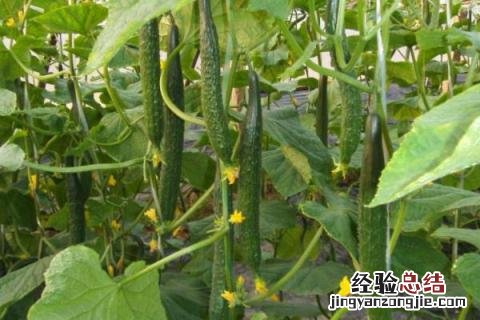 芒种的农作物 芒种有哪些农作物成熟