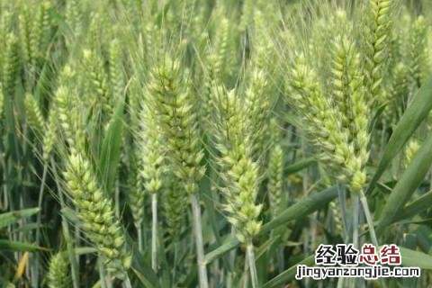 芒种的农作物 芒种有哪些农作物成熟