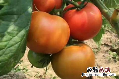 芒种的农作物 芒种有哪些农作物成熟