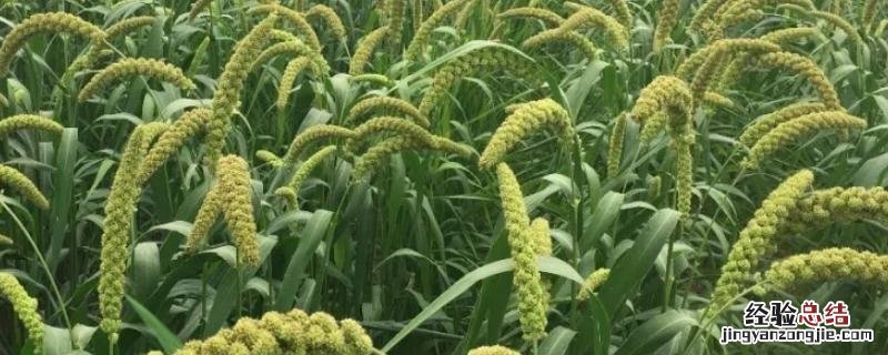 谷子地阔叶草用什么除草剂,什么时候用效果好