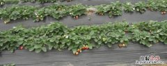 草莓地用什么除草剂对草莓无害，什么时候用效果好
