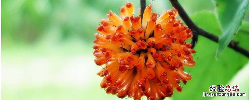 聚合果和聚花果的主要区别 聚花果和聚合果的区别