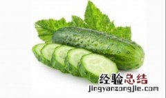 水果青瓜什么时候播种 水果青瓜什么时候播种好