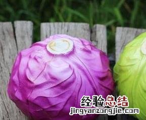 包菜和紫甘蓝有什么区别 紫甘蓝与包菜的区别
