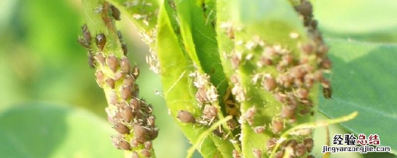 花生蚜虫用什么药最有效,什么时候防治效果好