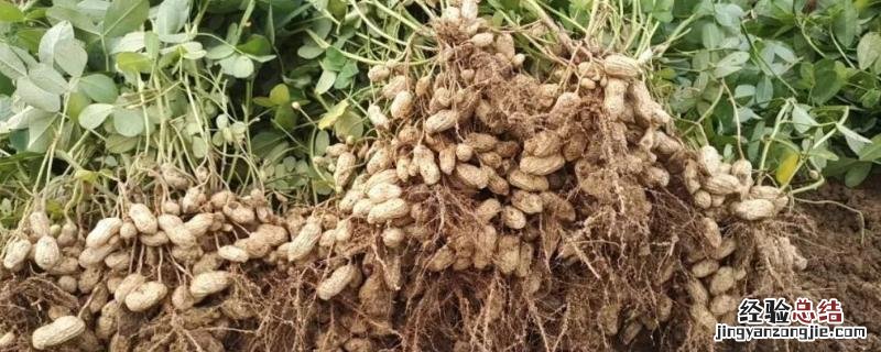 河南花生主产区分布,附花生种植方法和步骤