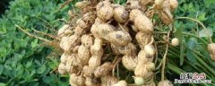 花生多高才能打矮壮素，矮壮素能与叶面肥一起打吗