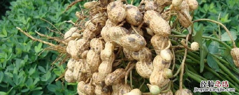 花生多高才能打矮壮素，矮壮素能与叶面肥一起打吗