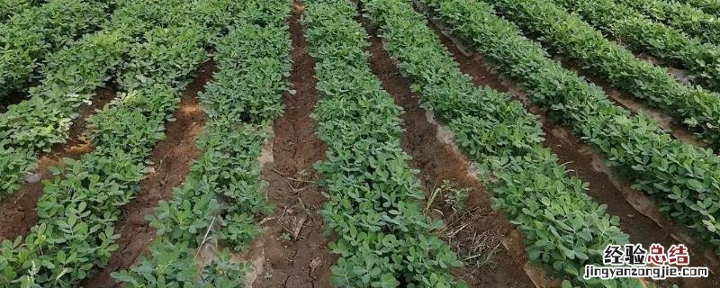 花生果腐病防治方法，花生果腐病是怎样引起的