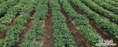 花生果腐病防治方法，花生果腐病是怎样引起的