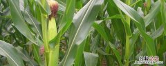 6月可以种玉米吗，播种后多少天出苗 六月可以种玉米吗