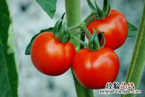 主要农作物有哪些 中国主要农作物有哪些