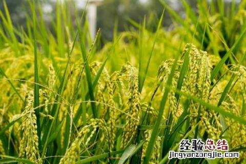主要农作物有哪些 中国主要农作物有哪些