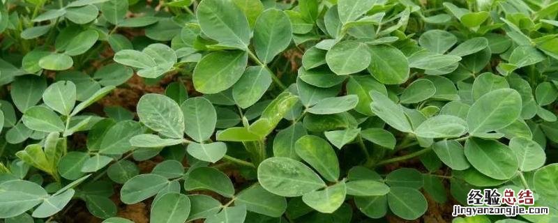 花生播种尺寸，附花生的种植方法 花生的播种深度是多少